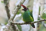 Crimson-rumped Toucanet